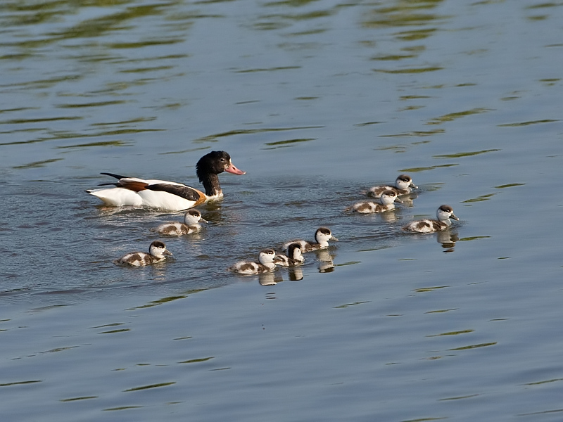 Tadorna tadorna Bergeend Common Shelduck